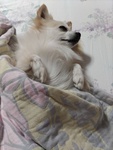 Chiriza