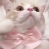 ͂Ȃ