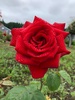 rose^^