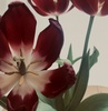 ؍XLPAǂ͂܂蒆