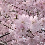 mochi253690