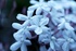 blue_jasmine