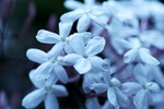 blue_jasmine