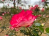 Rose:)Maria:]