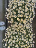 kan_2