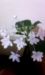 邷΂񂳂