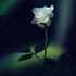 ●白薔薇●さん
