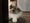 Qq119