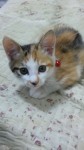 aety