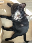Imeow