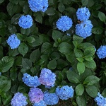rechan3110