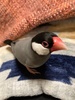 ɓޔ