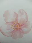 saraca0717