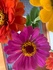 gooty