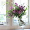 Lilas154
