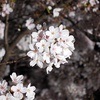 Kid_Anko9