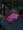 GlowMochiさん