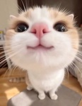 낶남Ȃ