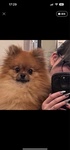 Pomeranian_Pome
