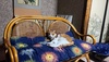 tomoey