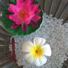 Plumeria