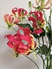 _Gloriosa