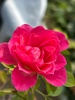 RoseRi