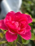 RoseRi