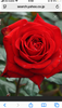 DȂԂROSE