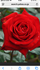 DȂԂROSE