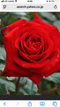 DȂԂROSE
