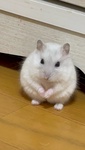 ݁[Ăۂۂ