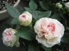 SNOWDROP18
