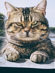 ݂