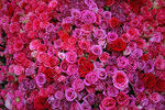 rose-chloe