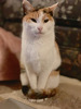 nyaanya