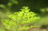 greenao