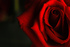 redrose