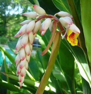 Alpinia by 