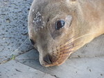 tamapiyo