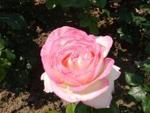 SweetRose