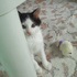 shinobu_awayuki