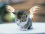 catlove