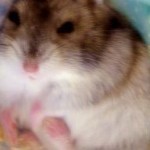g񂳂