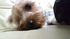 mokko@