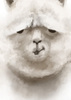 ݂䂫储