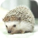 almaguro