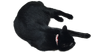 ko