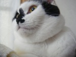 shigemix