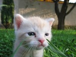 mint-tablet